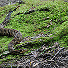 Timber Rattler