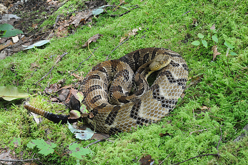 Timber Rattler 2