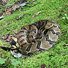 Timber Rattler 2 by Cadenza in Snakes