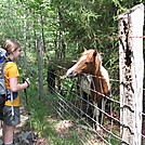 Owlet and a pony