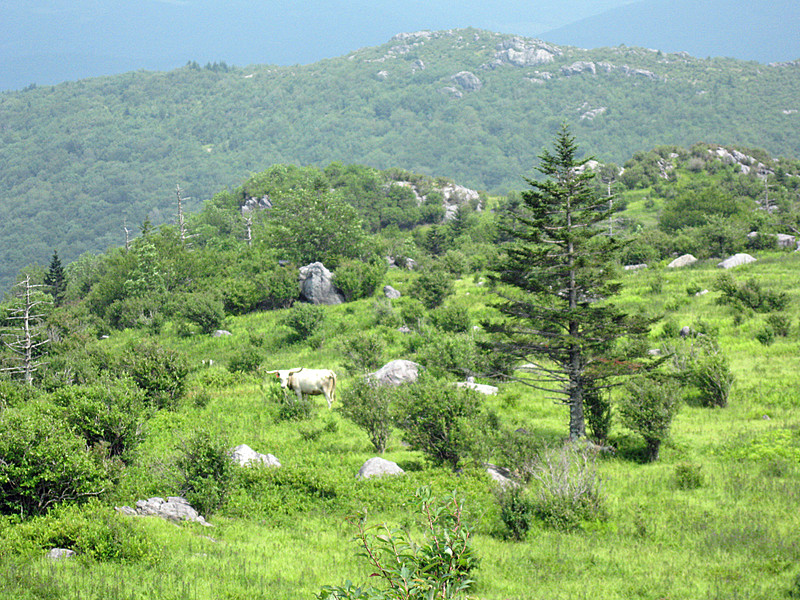 Bull near Grayson Highlands