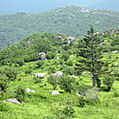 Bull near Grayson Highlands