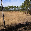 2012-02-13 11.15.39 by treesloth in Florida Trail