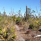 2012-02-13 11.25.20 by treesloth in Florida Trail