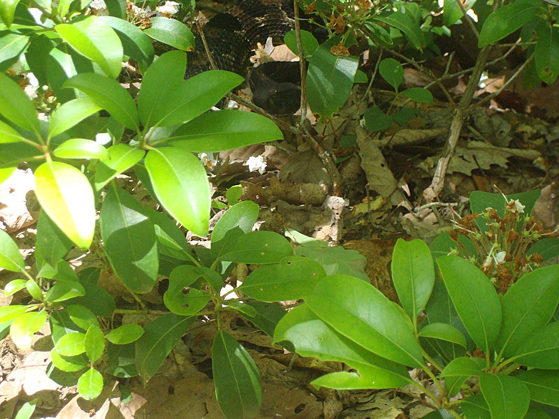 Rattlesnake near dead woman's hollow