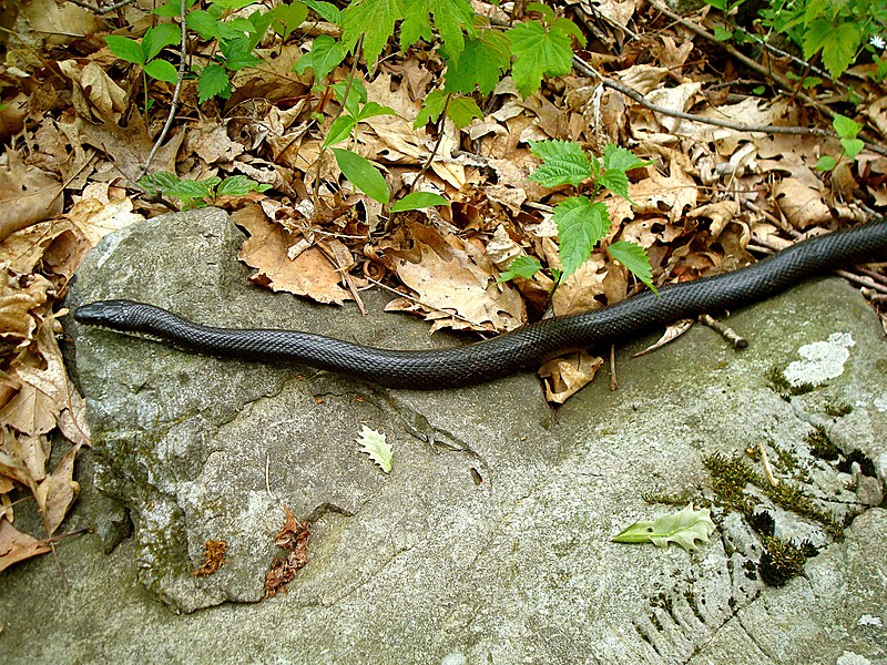 Black snake in Shenandoah