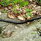 Black snake in Shenandoah