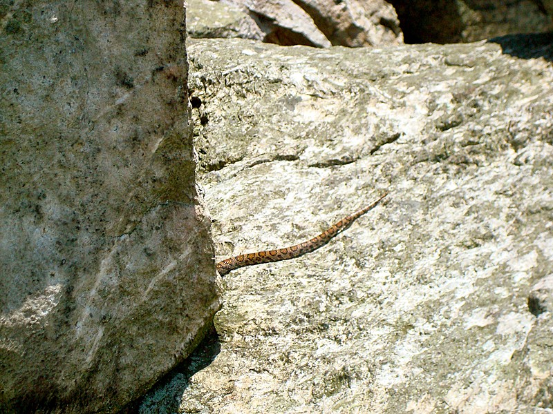 Milk snake on Bear Rocks, PA