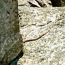 Milk snake on Bear Rocks, PA