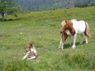 Grayson Highlands In Spring