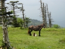 Grayson Highlands In Spring