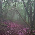 Standing Indian Mountain by Jim Lemire in Trail & Blazes in North Carolina & Tennessee