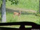 In the Front Yard by kythruhiker in Deer
