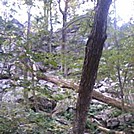 Bake oven knob