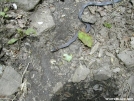 Ring Neck Snake