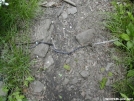 Ring Neck Snake shedding its skin!