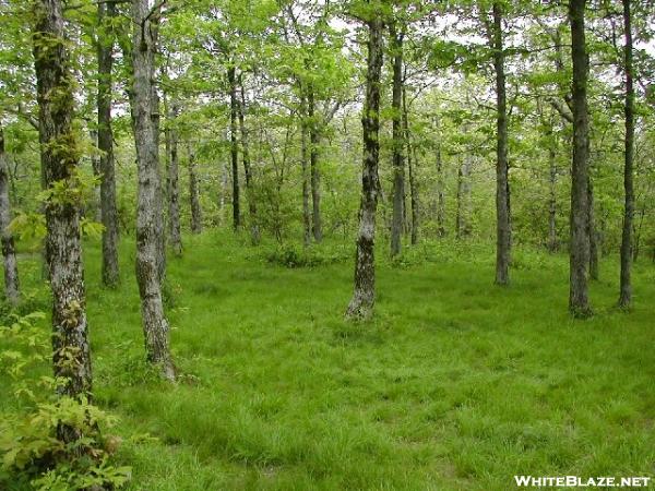 Camping Area at summit of Springer Mountain.