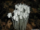 Indian Pipes by Youngblood in Flowers