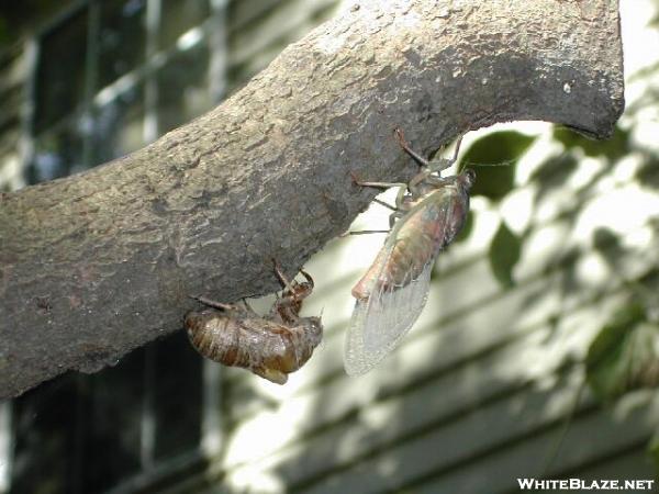 Dog-day Cicada