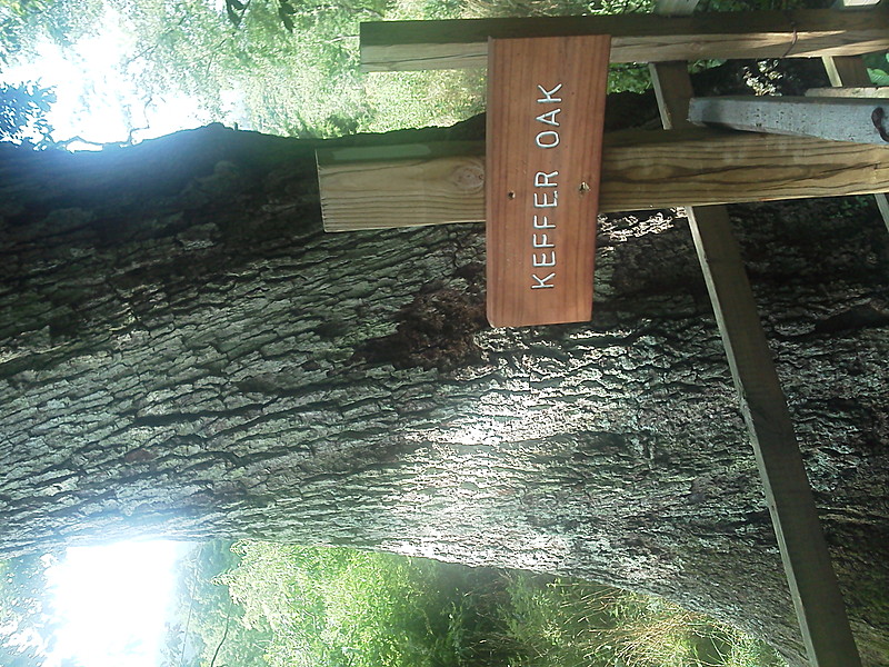 keffer oak