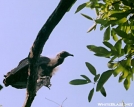 Turkey Vulture by Magnet in Birds