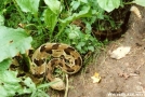 Rattler by Magnet in Snakes