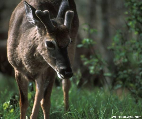 Buck in the Smokies