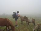 Grayson Highland Ponies by Lucy Lulu in Other