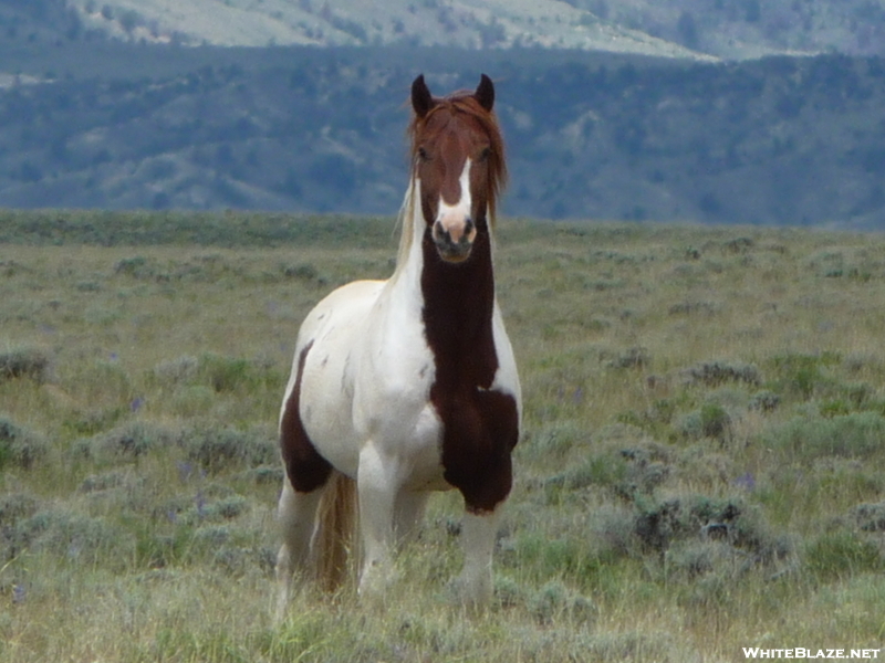 Cdt - Wild Stallion In Wyoming