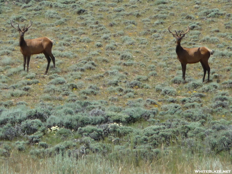 Cdt - Two Young Elk Woken Up In The Sage.