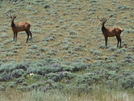 Cdt - Two Young Elk Woken Up In The Sage.