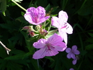 Small Purple Flower by Lucy Lulu in Continental Divide Trail