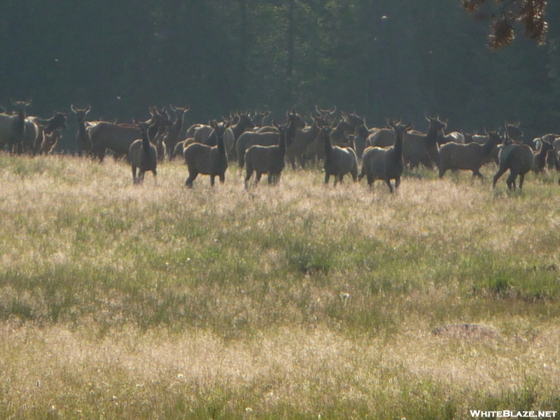 Elk Herd