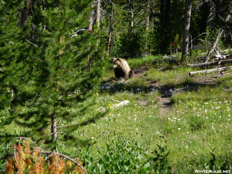One Of Two Grizzly Shots