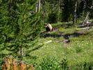 One Of Two Grizzly Shots by Lucy Lulu in Continental Divide Trail