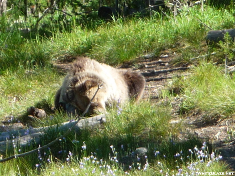 Grizzly Rolling