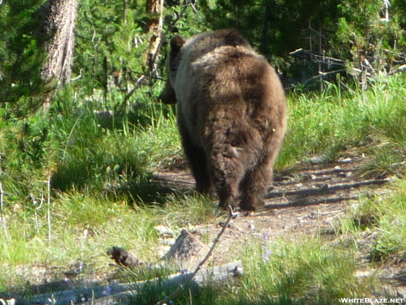 Mr Grizz Headed Up The Trail