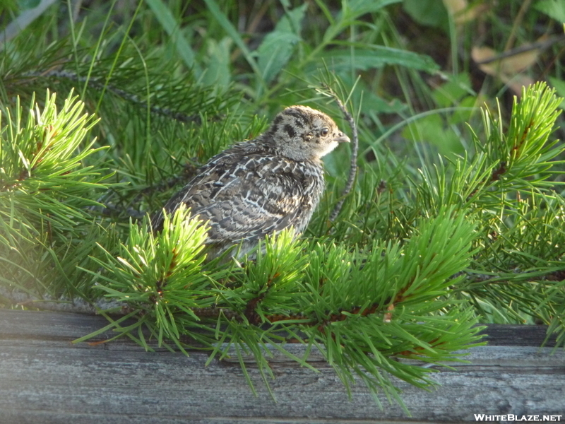 Baby Grouse