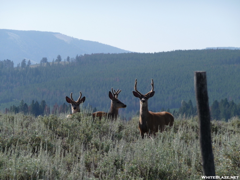 Mule Deer