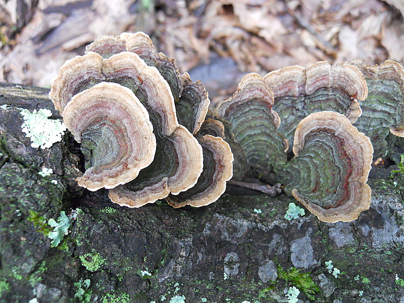 Along the trail - Cascade, MD