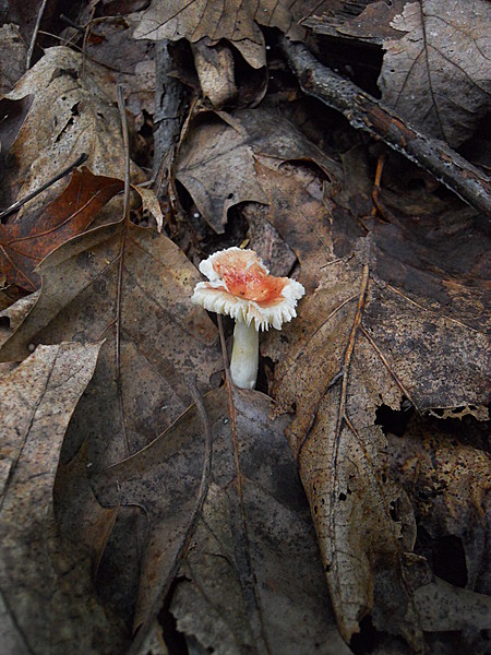 Along the trail - Cascade, MD