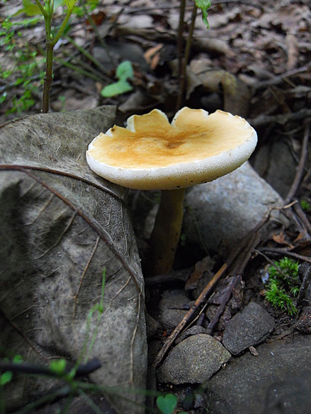 Along the trail - Cascade, MD