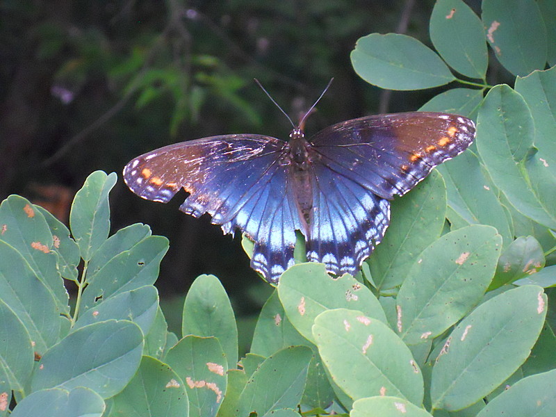 Along the trail - Cascade, MD