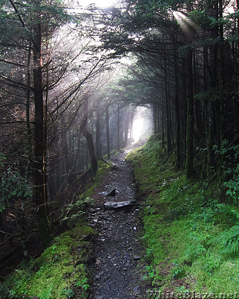 Early morning on the AT through GSMNP