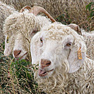 Goats on Jane Bald