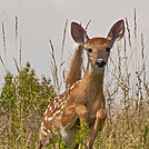 Fawn on the AT over Cold Mtn