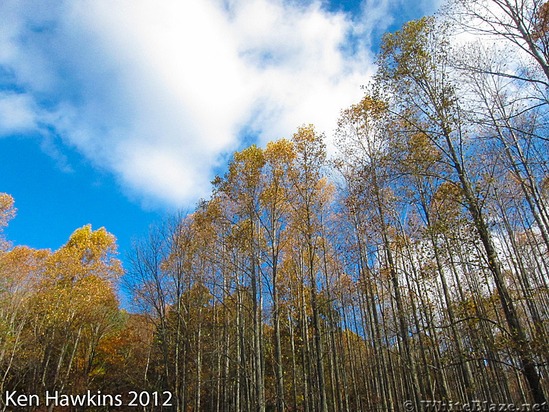 Stand of Poplars on AT near Dragons Tooth