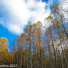 Stand of Poplars on AT near Dragons Tooth by Mushroom_Mouse in Views in Virginia & West Virginia
