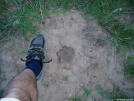 mountain lion track? by neighbor dave in Other Galleries