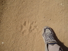 Kitty Tracks! by neighbor dave in Pacific Crest Trail